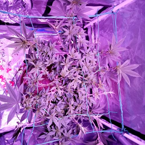 Fruity Punch ( mother ) growlog timeline photo