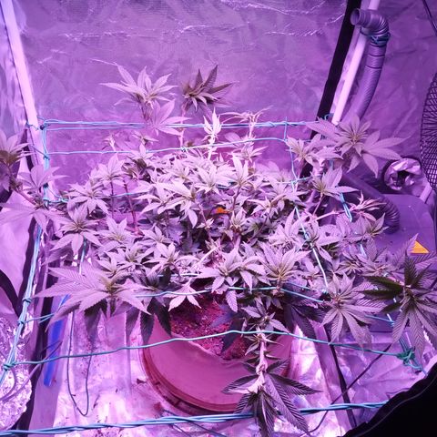 Fruity Punch ( mother ) growlog photo: Pre flower stretch has been crazy 