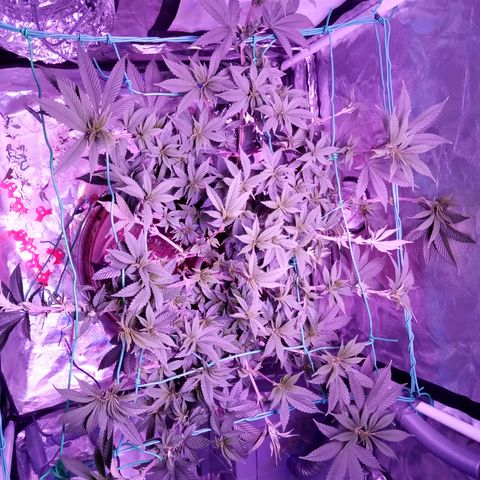 Fruity Punch ( mother ) growlog photo: Pre flower stretch has been crazy 