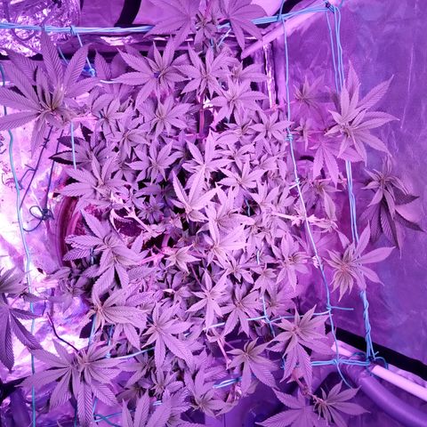 Fruity Punch ( mother ) growlog timeline photo