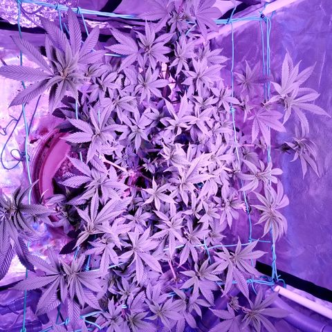 Fruity Punch ( mother ) growlog timeline photo