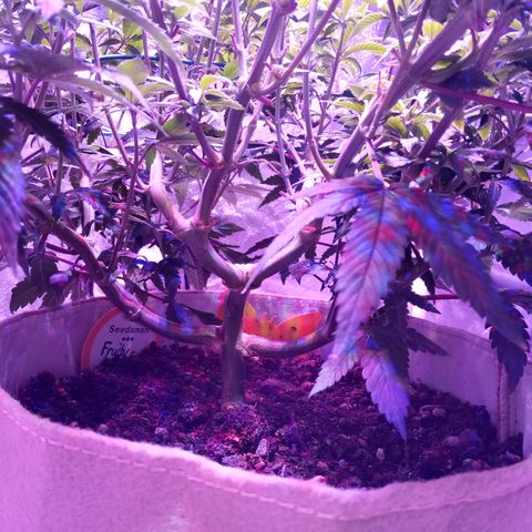 Fruity Punch ( mother ) growlog timeline photo