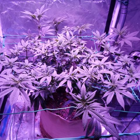 Fruity Punch ( mother ) growlog timeline photo