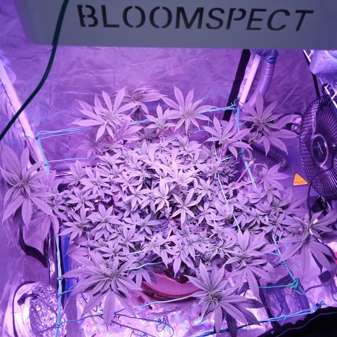 Fruity Punch ( mother ) growlog timeline photo