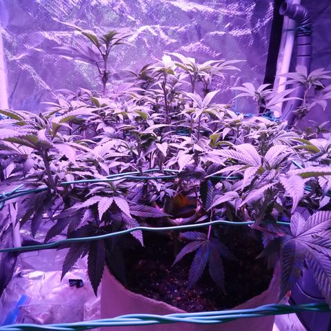 Fruity Punch ( mother ) growlog timeline photo