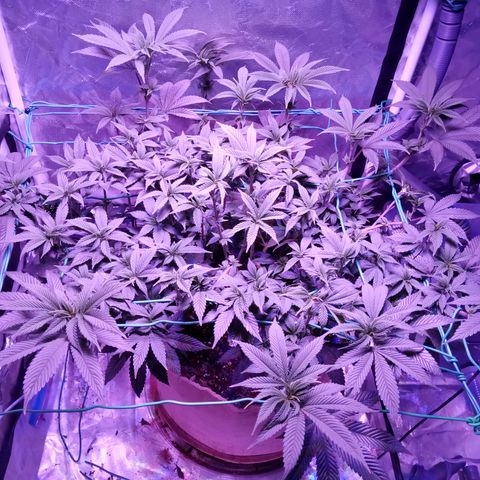 Fruity Punch ( mother ) growlog timeline photo