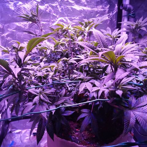 Fruity Punch ( mother ) growlog timeline photo