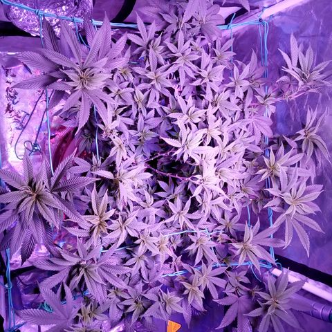 Fruity Punch ( mother ) growlog timeline photo