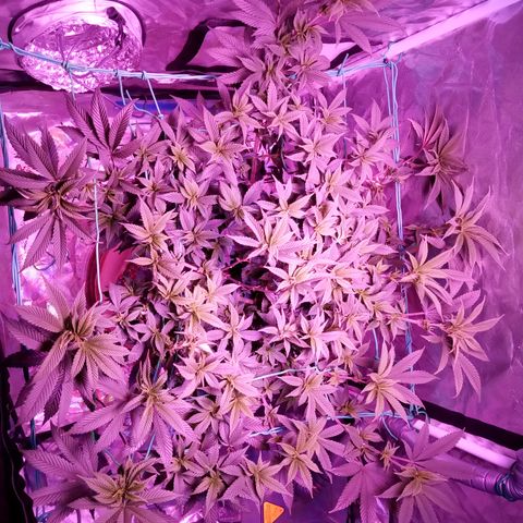 Fruity Punch ( mother ) growlog photo: Added second light