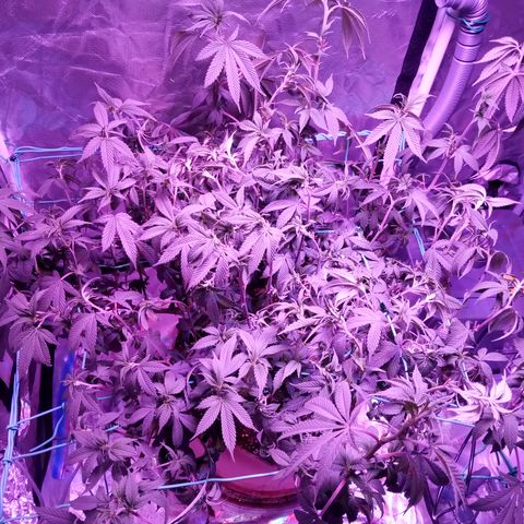Fruity Punch ( mother ) growlog photo: Dry dry and weather kept me from checking 