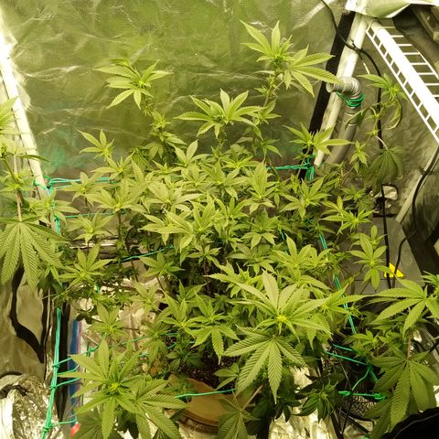 Fruity Punch ( mother ) growlog photo: Got rid of the blurple today