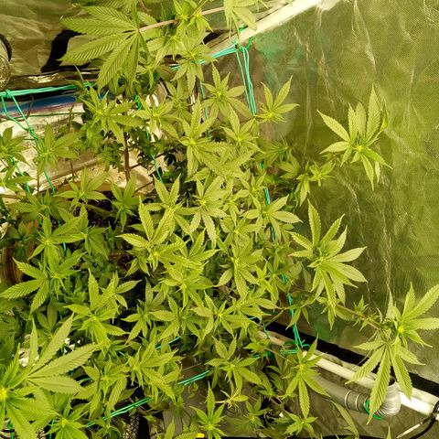 Fruity Punch ( mother ) growlog photo: Got rid of the blurple today