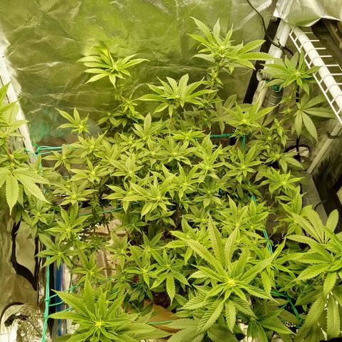 Fruity Punch ( mother ) growlog timeline photo