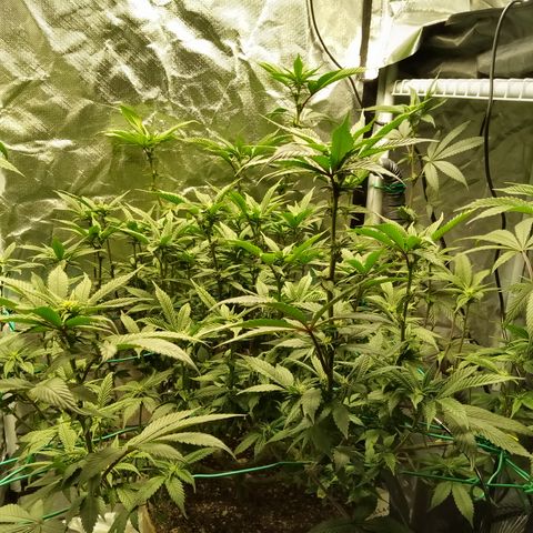 Fruity Punch ( mother ) growlog timeline photo