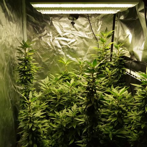 Fruity Punch ( mother ) growlog photo: Before grooming 