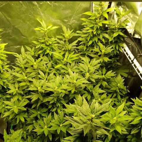 Fruity Punch ( mother ) growlog photo: Before grooming 