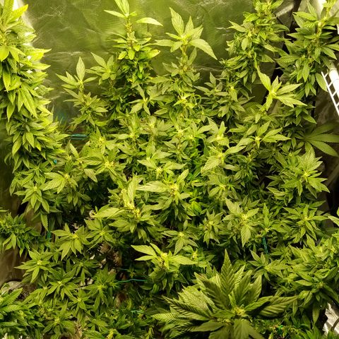 Fruity Punch ( mother ) growlog photo: Canopy cut down and some repositioning