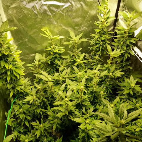 Fruity Punch ( mother ) growlog timeline photo