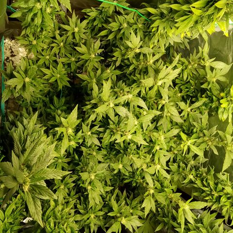 Fruity Punch ( mother ) growlog timeline photo