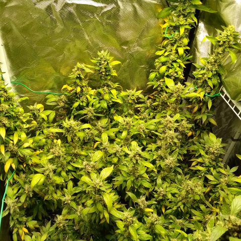 Fruity Punch ( mother ) growlog photo: Out of control 