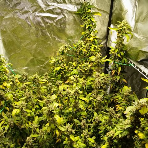Fruity Punch ( mother ) growlog photo: Going to cut down this plant tomorrow, it's been cloned, stressed, revegged(accidentally), hermied and somehow finished without too much damage and mutation. Expecting to find bud rot and lots of unmature flower. It was fun though.