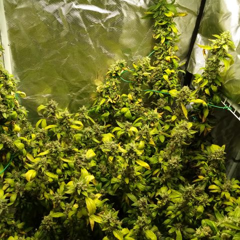 Fruity Punch ( mother ) growlog photo: Going to cut down this plant tomorrow, it's been cloned, stressed, revegged(accidentally), hermied and somehow finished without too much damage and mutation. Expecting to find bud rot and lots of unmature flower. It was fun though.