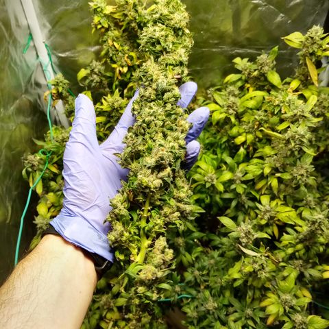 Fruity Punch ( mother ) growlog photo: Maybe a handful of ok kolas but glad it's over, should of just washed it