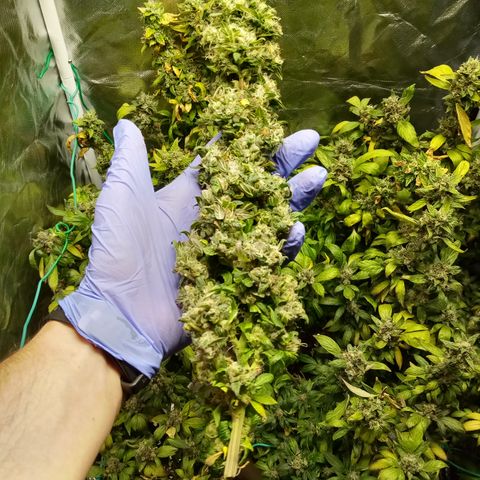 Fruity Punch ( mother ) growlog photo: Maybe a handful of ok kolas but glad it's over, should of just washed it