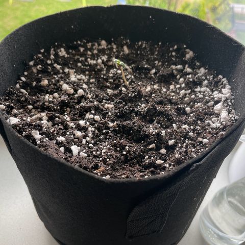 Quick One growlog timeline photo