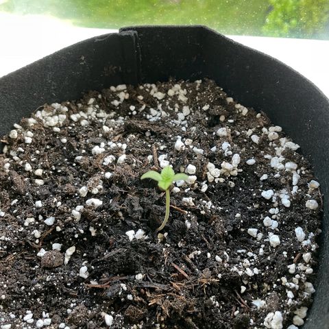 Quick One growlog photo: Spargel ein wenig aufgrund des schlechten Wetters :(