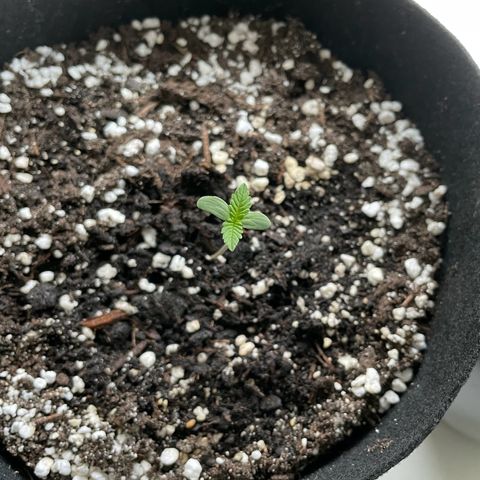 Quick One growlog timeline photo
