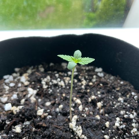 Quick One growlog timeline photo