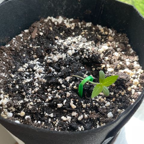 Quick One growlog photo: Poor man’s LST