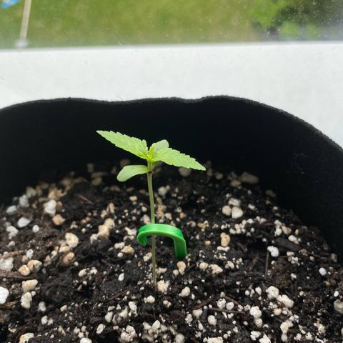 Quick One growlog timeline photo