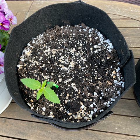 Quick One growlog photo: Heute nach draußen gebracht, hoffentlich wachsen sie dort besser