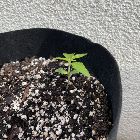 Quick One growlog timeline photo