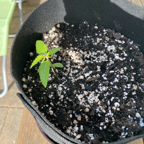 Quick One growlog timeline photo