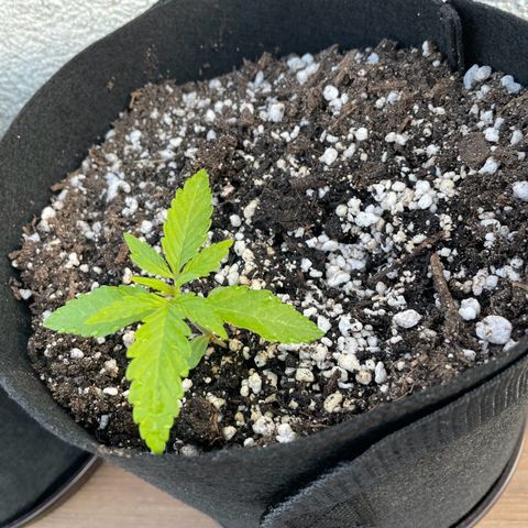 Quick One growlog timeline photo