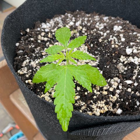 Quick One growlog timeline photo
