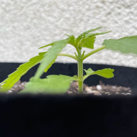Quick One growlog timeline photo