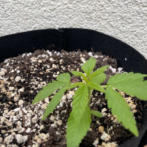 Quick One growlog timeline photo