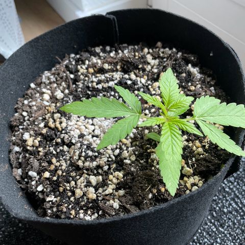 Quick One growlog timeline photo