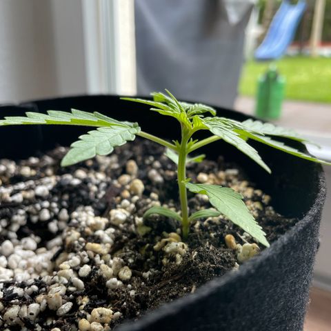 Quick One growlog timeline photo
