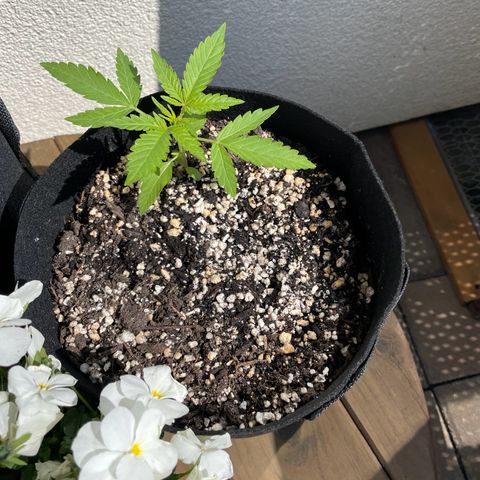 Quick One growlog photo: Breite 17cm