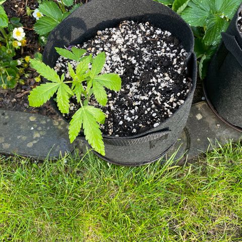 Quick One growlog photo: 19cm Spannweite 