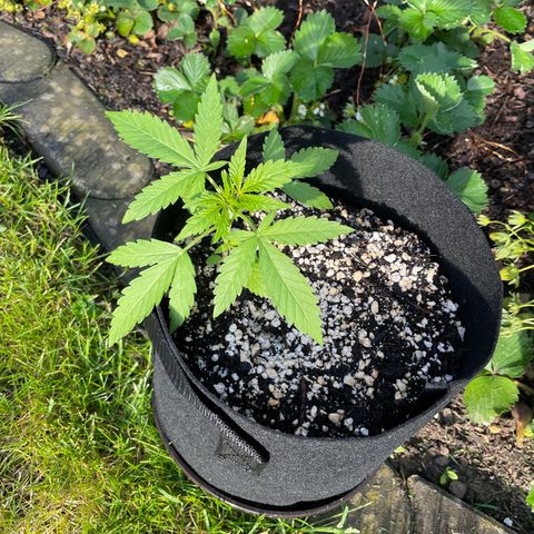 Quick One growlog photo: Spannweite 19cm