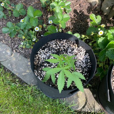 Quick One growlog photo: Spannweite 20cm - Start LST