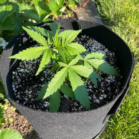 Quick One growlog timeline photo