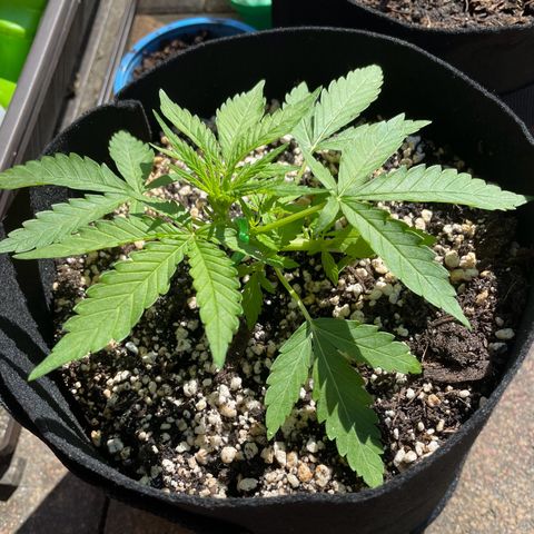 Quick One growlog photo: Spannweite 22cm