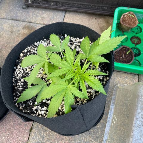 Quick One growlog timeline photo